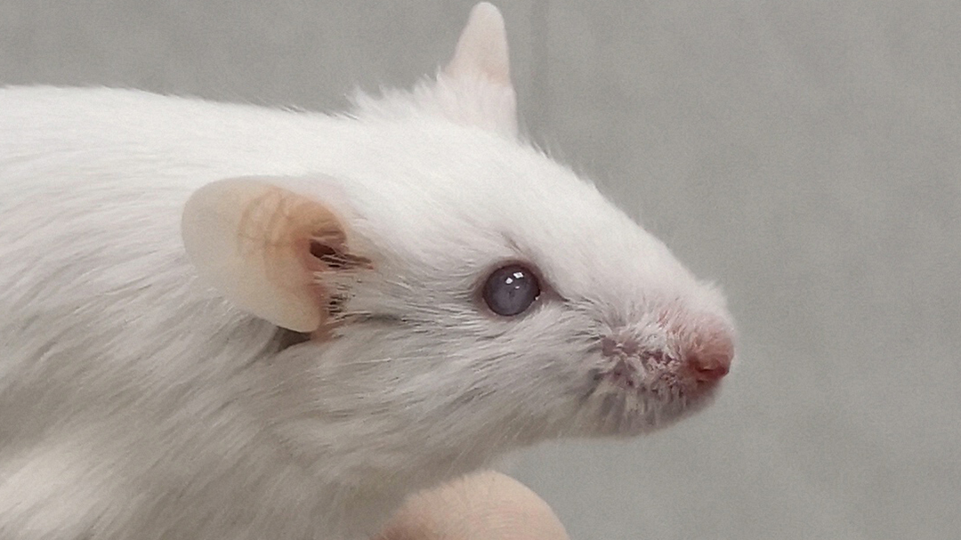 首例遗传型晚发性白内障小鼠动物模型培育成功