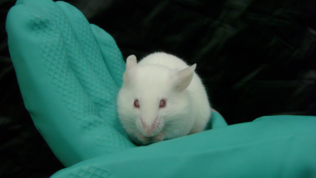 首例先天性白内障小鼠动物模型定向培育成功